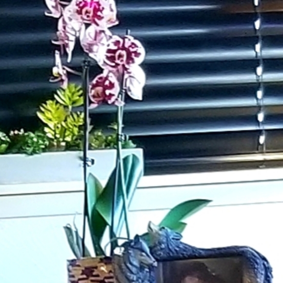 Meet your Posher, Rhonda - Picture 2 of 3